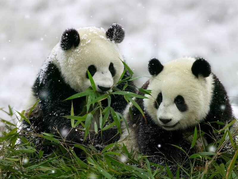 Pandas eating bamboo in snow