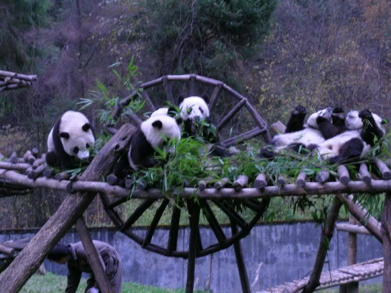 Pandas Eating Bamboo
