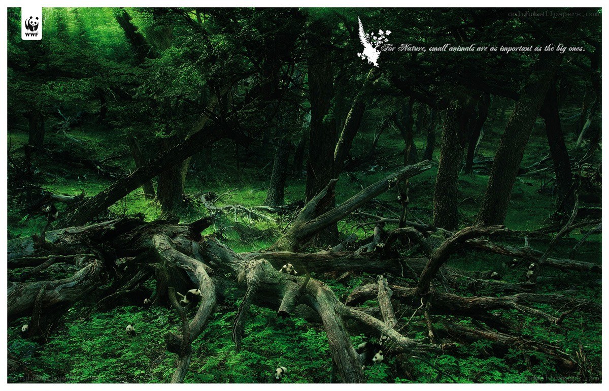 Pandas in a dense forest