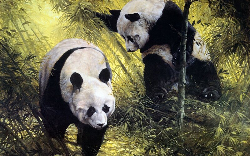 Pandas in bamboo forest
