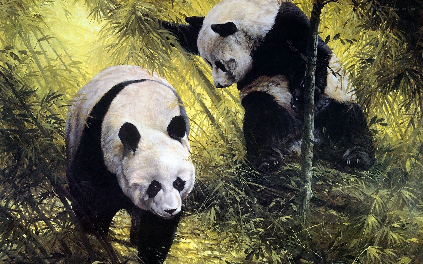 Pandas in bamboo forest
