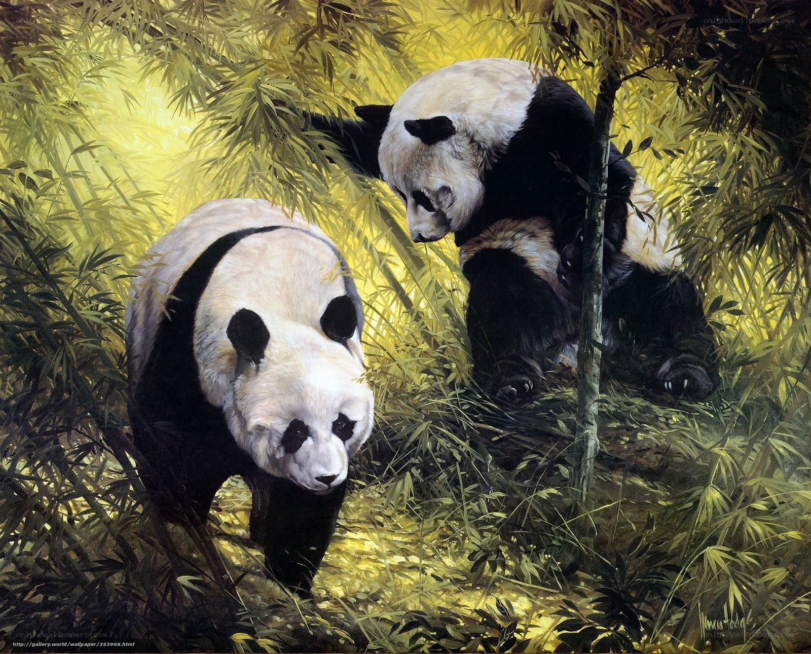 Pandas in bamboo forest