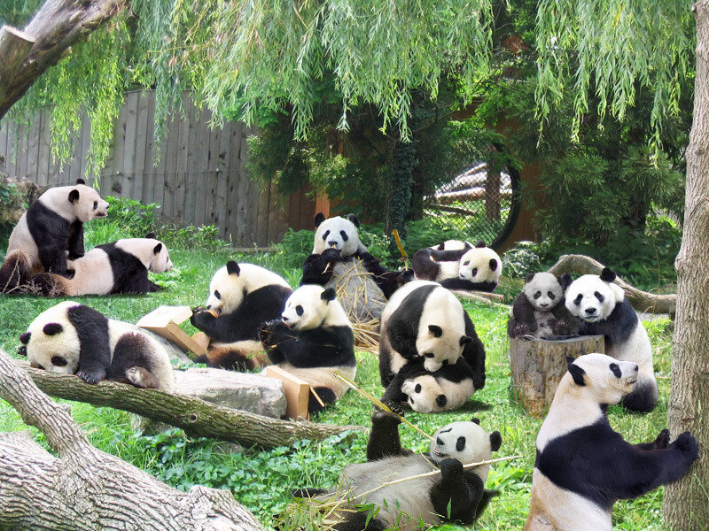 Pandas in Enclosure