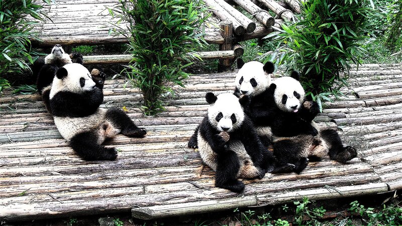 Pandas on a bamboo platform