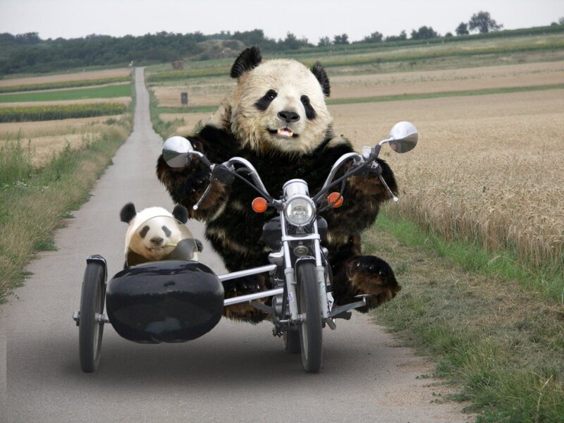 Pandas on a motorcycle