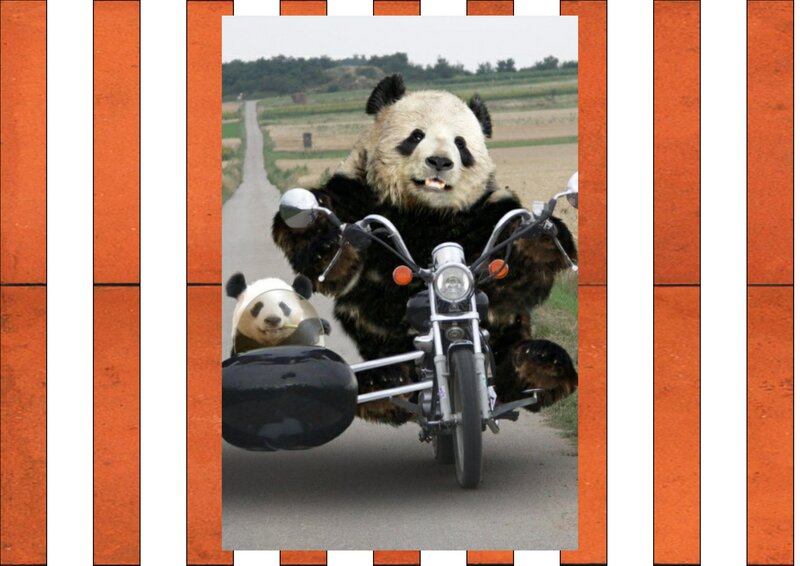 Pandas on Motorcycle