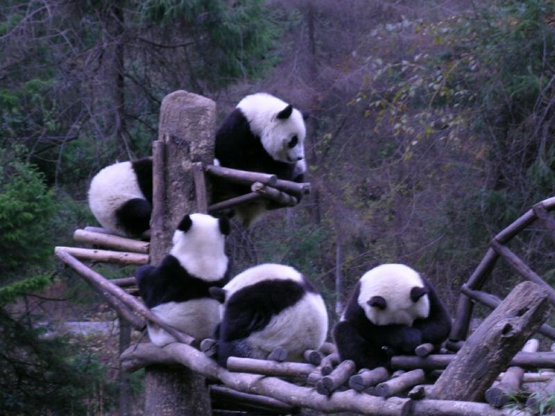 Pandas on Wooden Structure