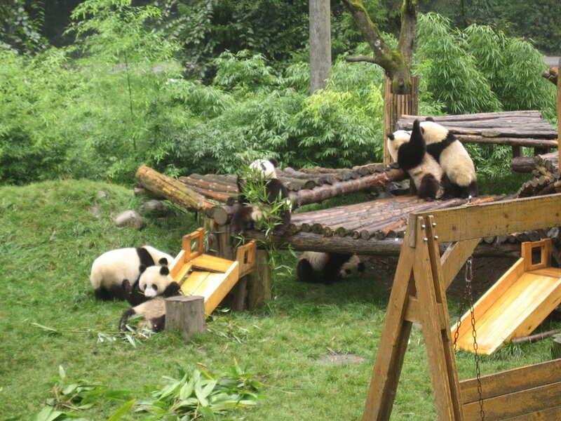 Pandas playing in enclosure