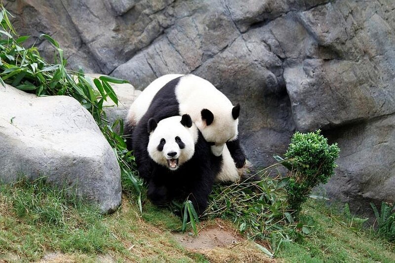 Pandas playing in enclosure