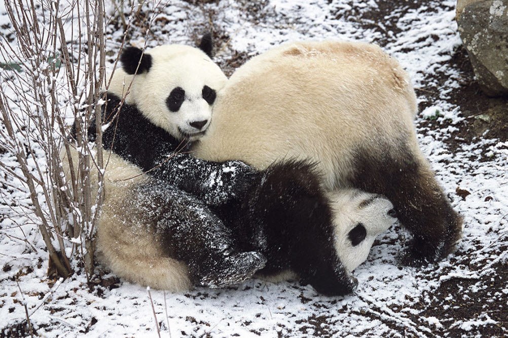 Pandas playing in the snow