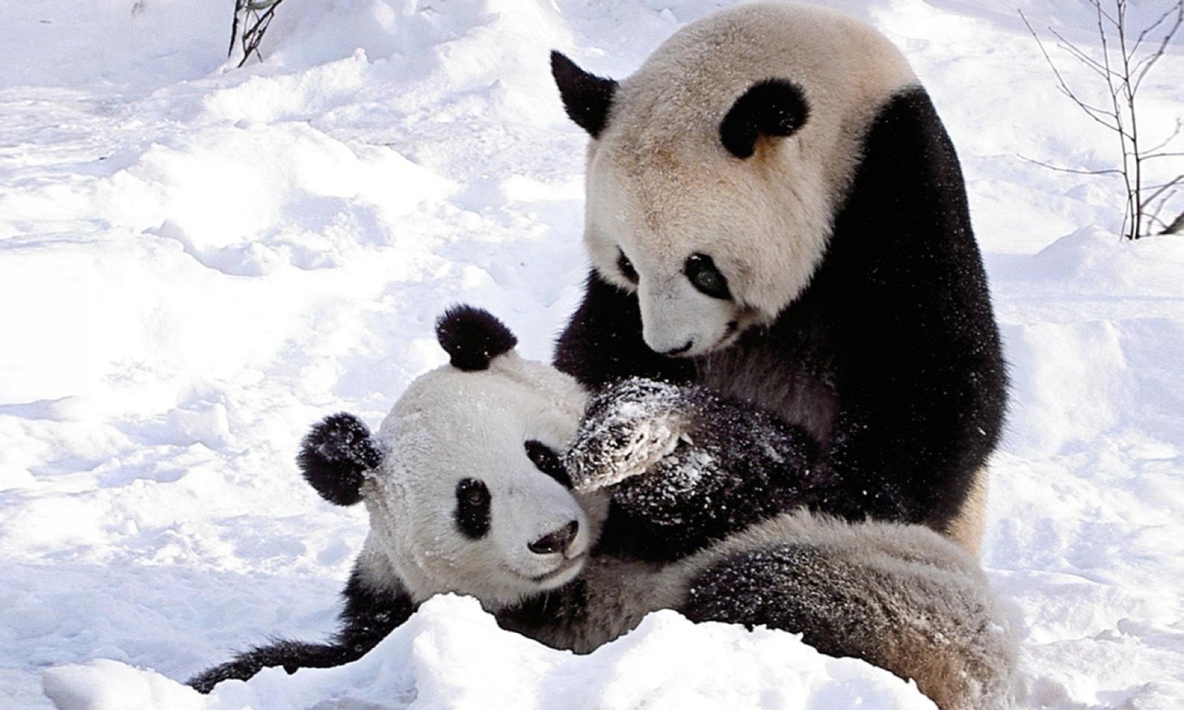 Pandas playing in the snow