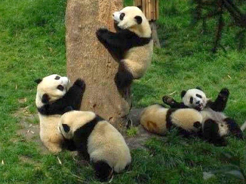 Pandas playing on a tree