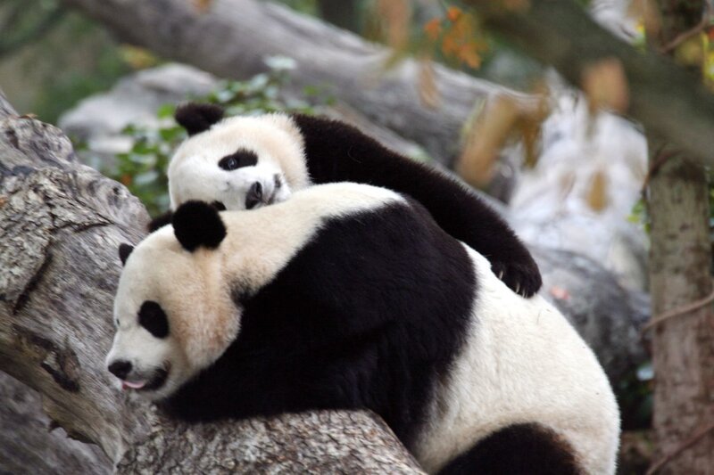 Pandas resting on a tree