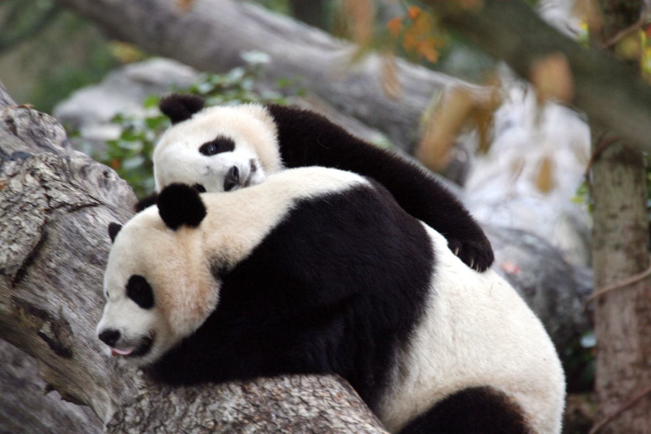 Pandas resting on a tree
