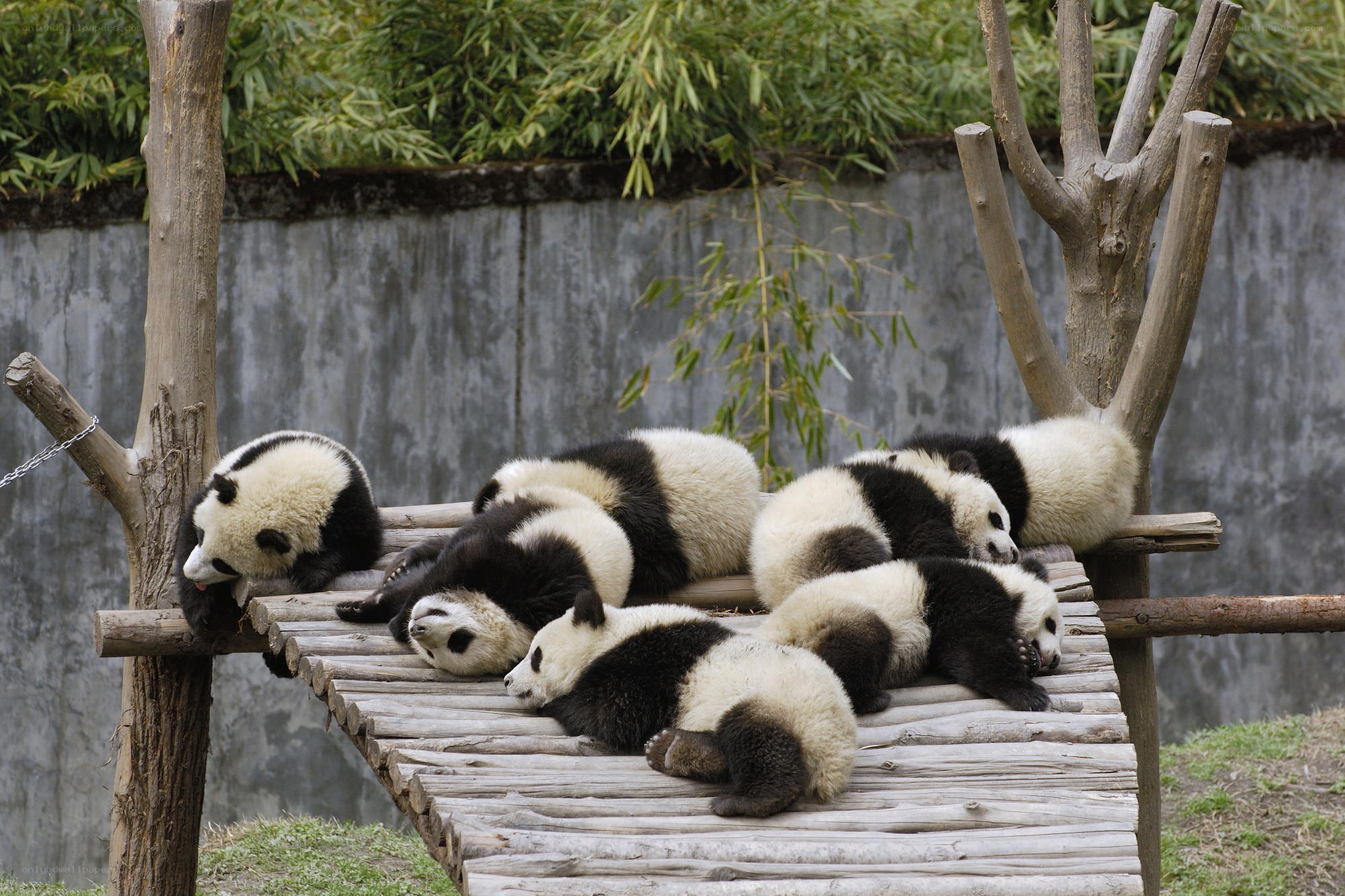 Pandas resting on wooden platform