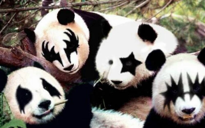 Pandas with Makeup