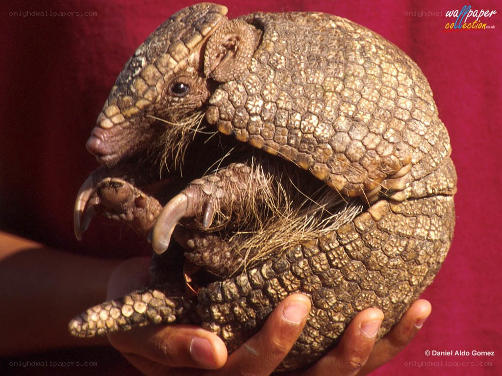 Pangolin being held by a person