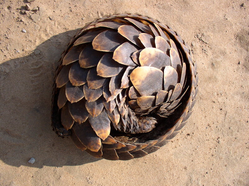 Pangolin Curled in Sand