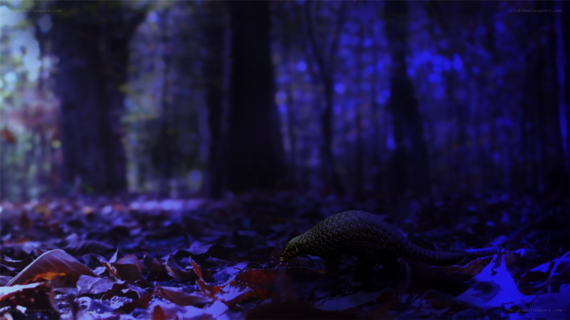 Pangolin in a forest