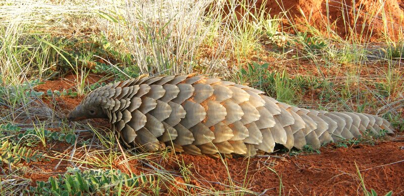 Pangolin on Red Soil