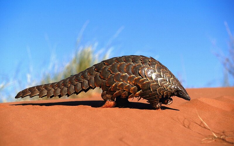 Pangolin on Sand Dune — Blue, Natural