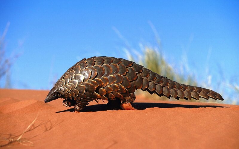 Pangolin on Sand Dune