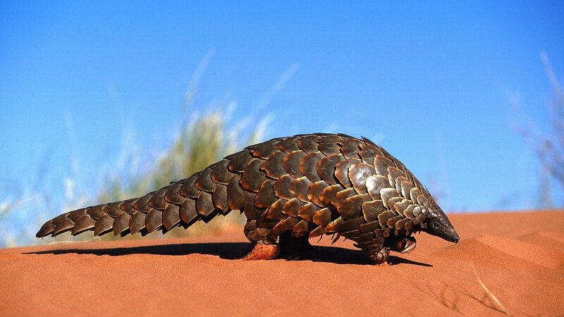 Pangolin on sandy dune