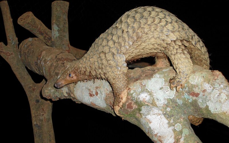 Pangolin on Tree Branch