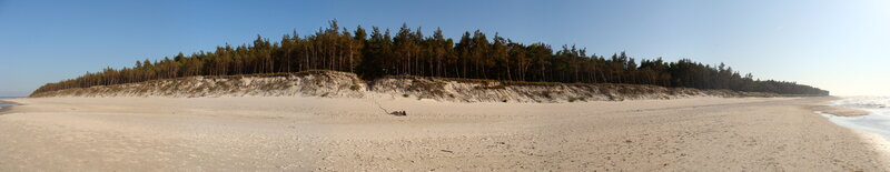 Panoramic beach with forest dunes