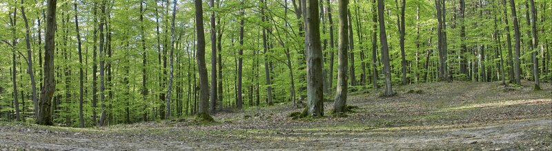 Panoramic forest scene