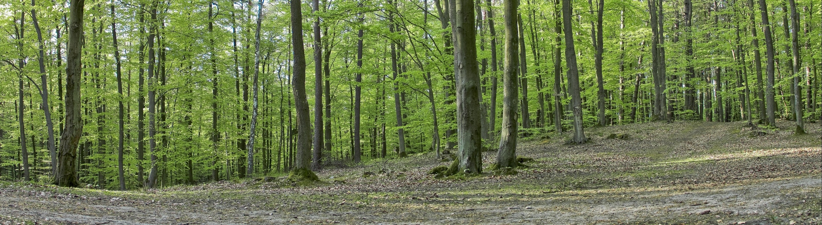 Panoramic forest scene