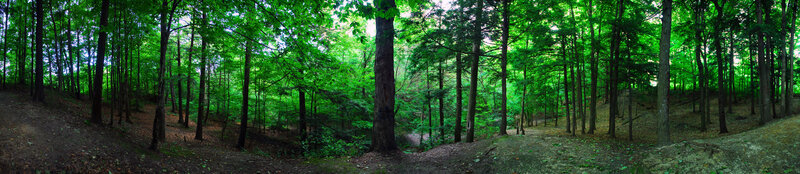 Panoramic forest scene