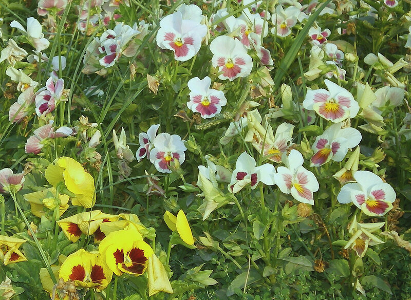 Pansies in a garden