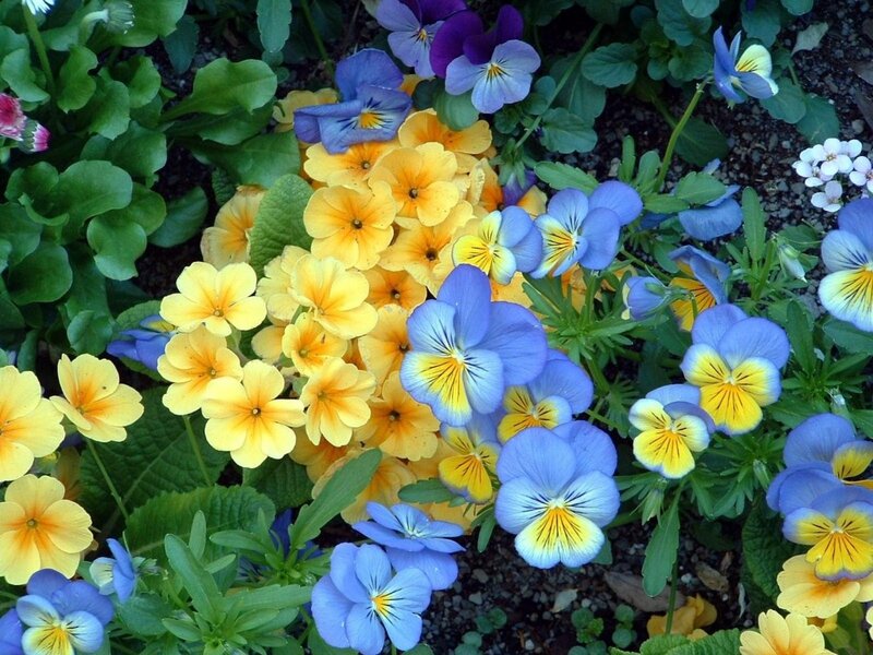 Pansy and Primrose Flowers — Yellow