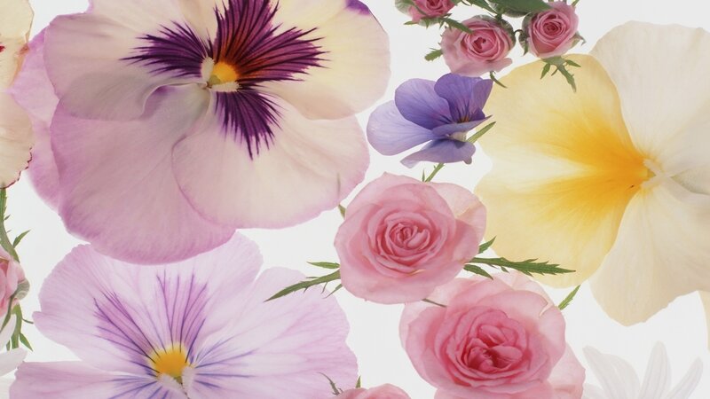 Pansy and Rose Flowers