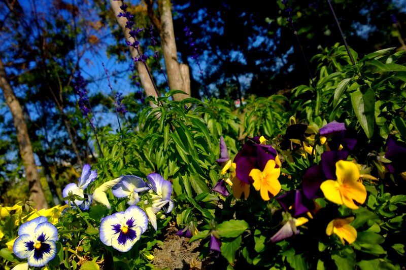 Pansy and Salvia Flowers