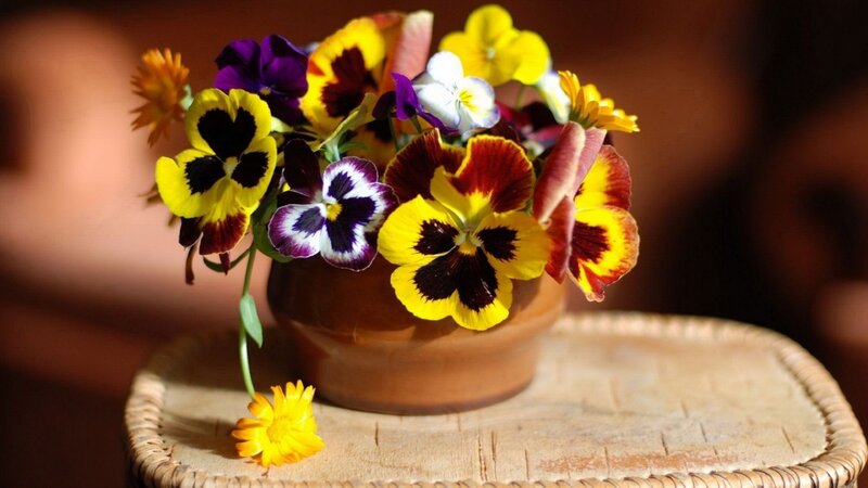Pansy Bouquet in Pot — Yellow