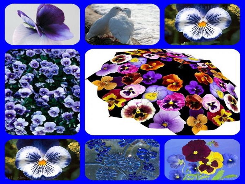 Pansy flower collage