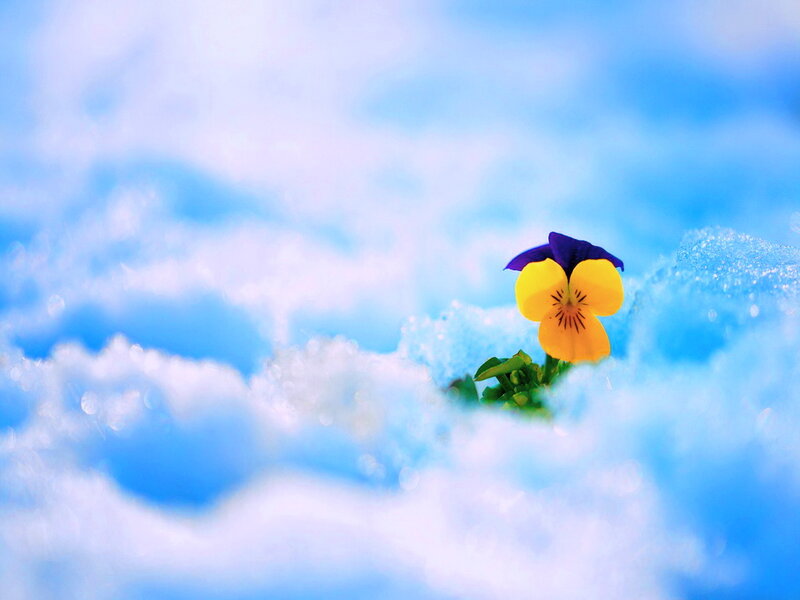 Pansy Flower in Snow