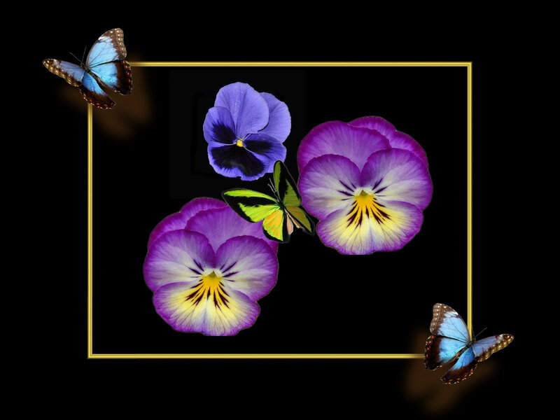 Pansy Flowers and Butterflies