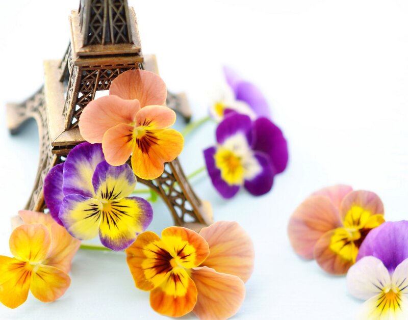 Pansy Flowers and Eiffel Tower