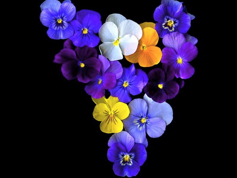 Pansy Flowers Arranged in Heart — Purple