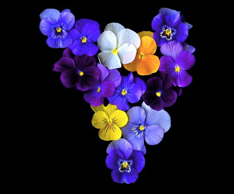 Pansy Flowers Arranged in Heart