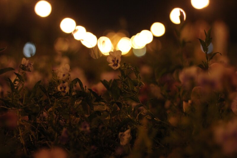 Pansy Flowers at Night