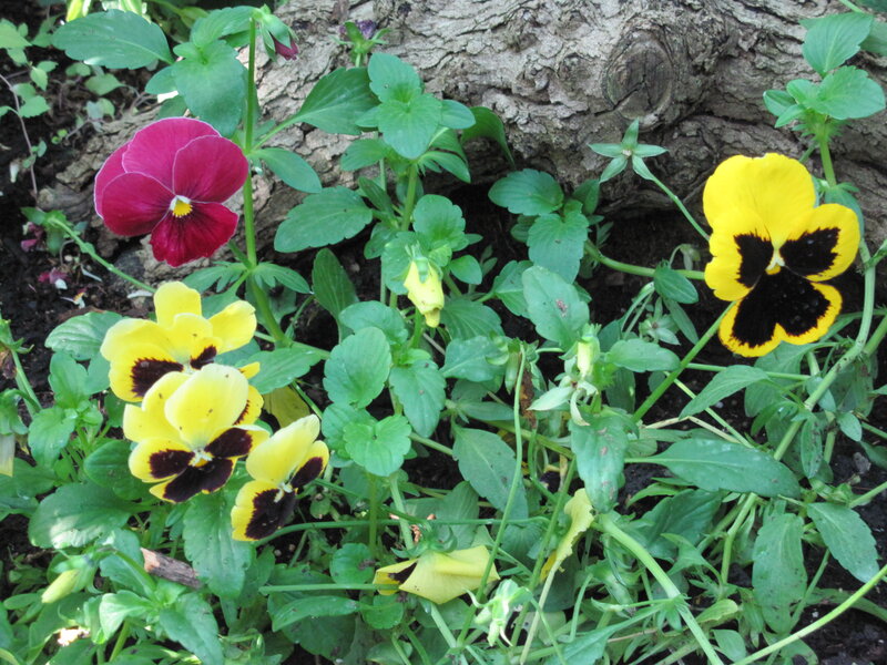 Pansy Flowers by Tree