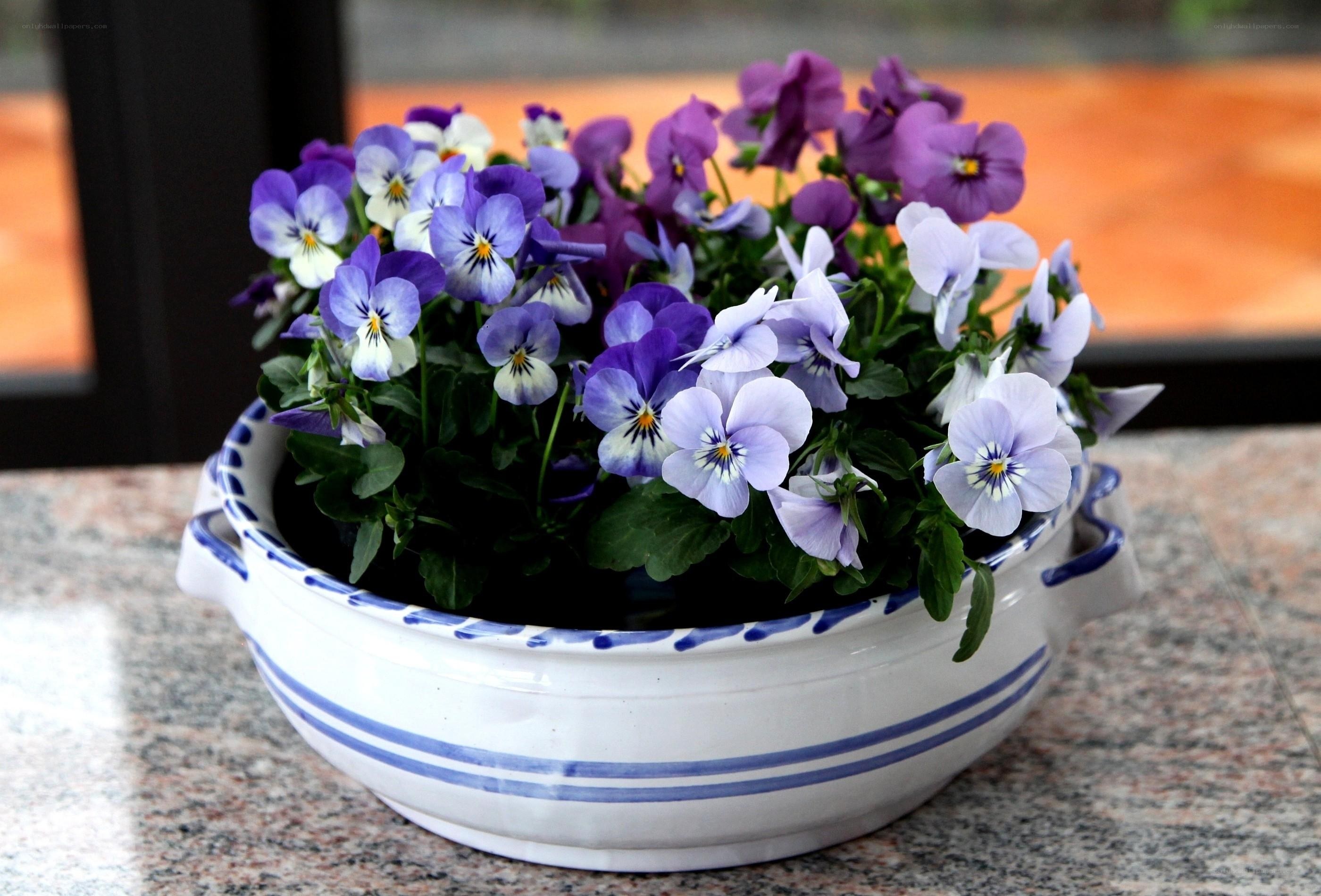 Pansy flowers in a ceramic pot