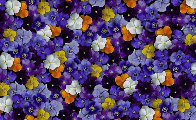 Pansy Flowers in a Pattern