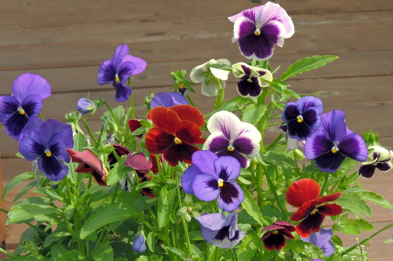 Pansy Flowers in a Pot — Purple