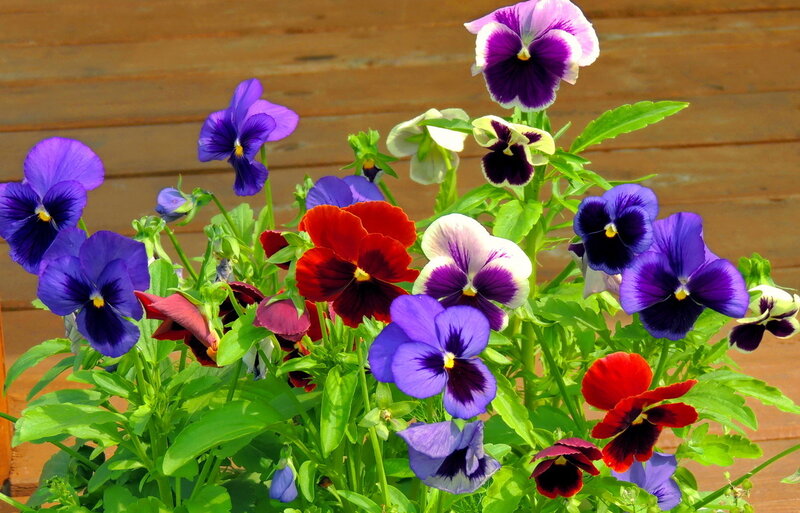 Pansy Flowers in a Pot