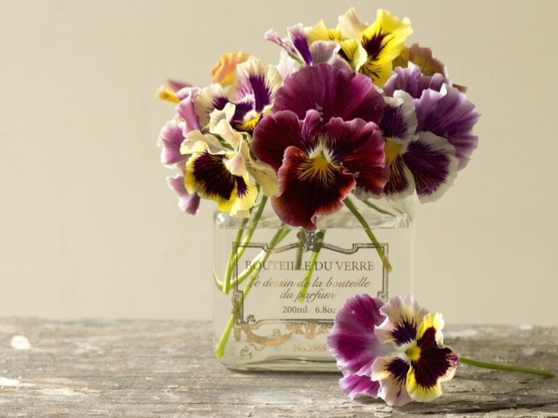 Pansy Flowers in a Vase — Purple, Calm, Photograph
